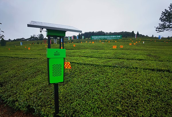 五峰仁和坪鎮道家灣茶園裏的茄子视频污免费观看殺蟲燈 五峰仁和坪鎮道家灣茶園裏的茄子视频污免费观看殺蟲燈