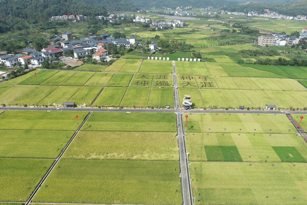 湘東區天涯種業科學院製種基地 湘東區天涯種業科學院製種基地
