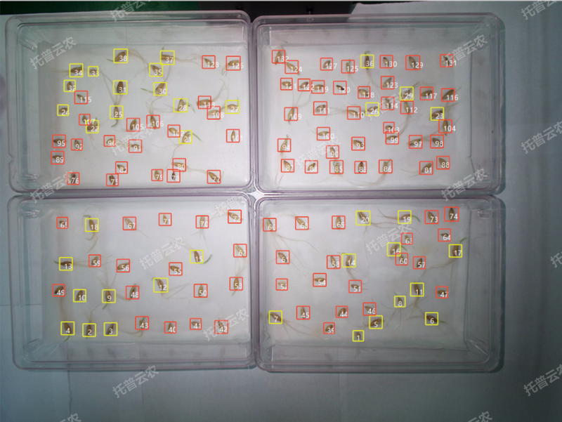 1772702752678254.png 發芽率識別-高通量植物環境調控+高通量茄子视频懂你更多污智能萌發鑒定係統.png